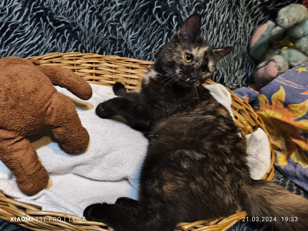 Кошка Красотка