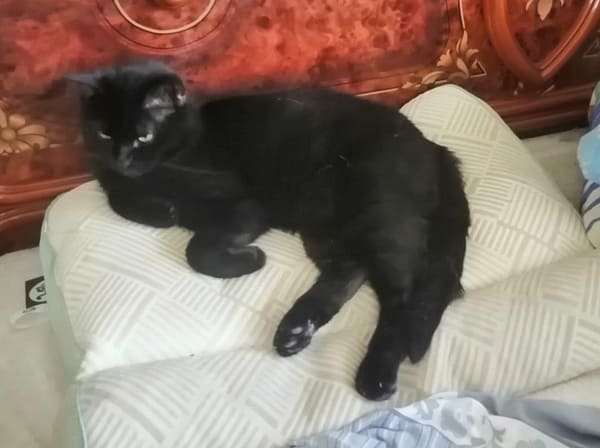 Барсик